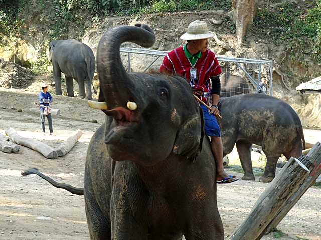 Maesa Elephant Camp