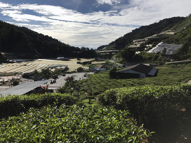 茶畑に日本の影響が残る。