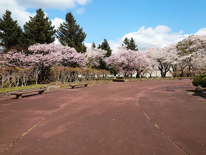 桜の木の下で、桜のはなびらが微風で舞っている中でのお花見。